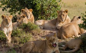 3-day Mikumi Safari Staying Mikumi Bandas Cottages