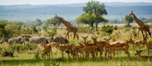 Mikumi Park Tanzania