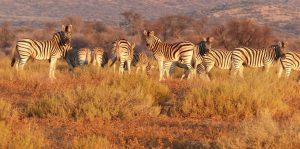 Mikumi Park Bandas Plains Zebras