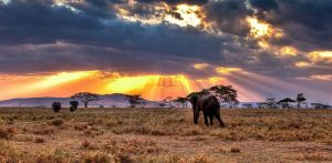 Four day safari starting from Zanzibar