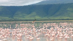 Safari from Zanzibar 4 days tour