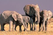 6 days Tanzania safari elephants