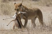 lioness kill Tanzania safari