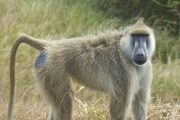 Baboons Mikumi