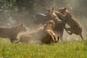 Lions Kill Mikumi Safari