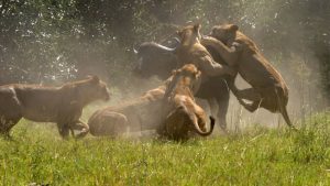 Lions Kill Mikumi Safari