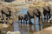 elephants safari tarangire