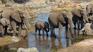 elephants safari tarangire