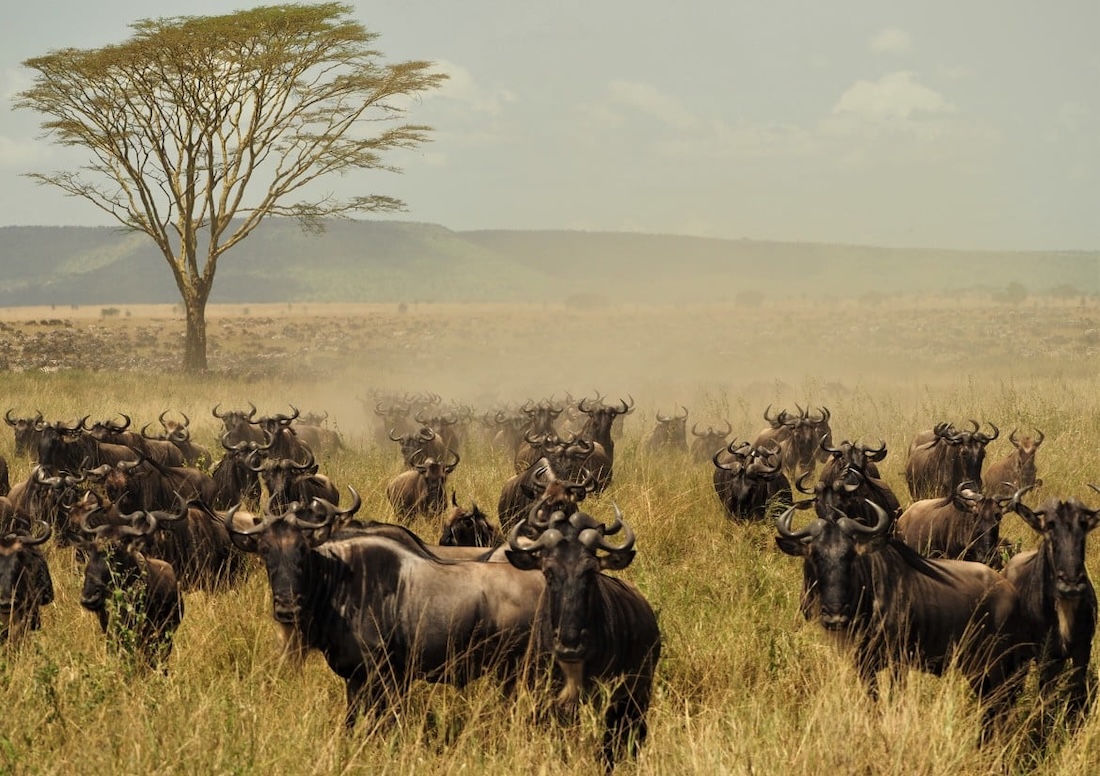 8 days Luxury safari Tanzania wildlife