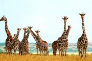 Luxury safari Tanzania Giraffes