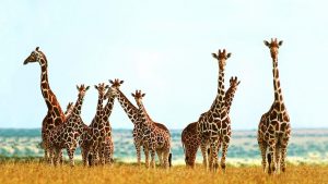 Luxury safari Tanzania Giraffes