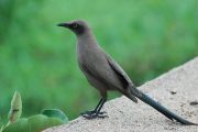 birding safari tarangire