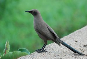 birding safari tarangire