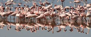 Lake Natron Safari Tanzania