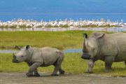 2 days Safari Tanzania Ngorongoro rhinos