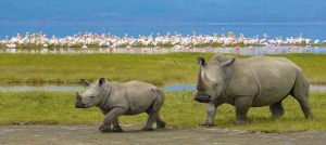 2 days Safari Tanzania Ngorongoro rhinos