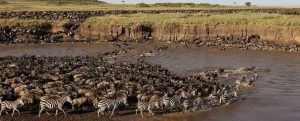 wildebeests river crossing tanzania