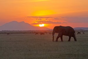 5 Day safari Tanzania