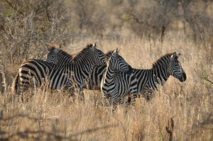 Best safari Tanzania