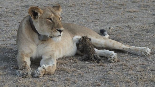 lioness leopard cub Tanzania