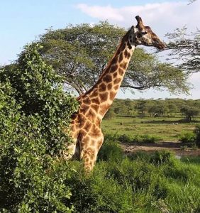 safari in Tanzania