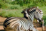 Safari Tanzania Five Days