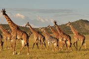 4 days affordable Tanzania safari budget