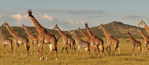 4 days affordable Tanzania safari budget