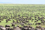 affordable safari Tanzania 4 days