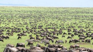 affordable safari Tanzania 4 days