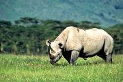 Ngorongoro Safari Rhinos