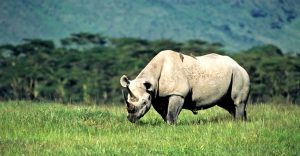 Ngorongoro Safari Rhinos
