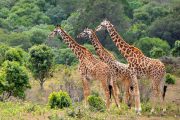 giraffes lake manyara