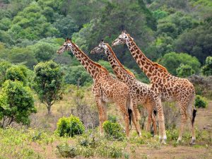 giraffes lake manyara