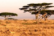 Serengeti Scenery landscape