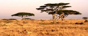 Serengeti Scenery landscape
