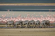 Plain zebras Ngorongoro safari