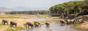 balloon safari ruaha