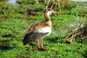 lake Manyara birds