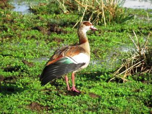 lake Manyara birds