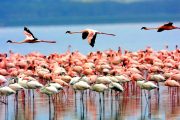 flamingos Lake Manyara