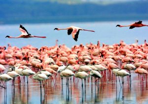 flamingos Lake Manyara
