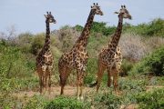 Masai Giraffes Tanzania