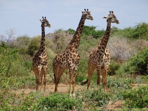 Masai Giraffes Tanzania