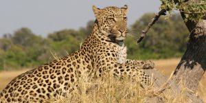3 days safari from Arusha