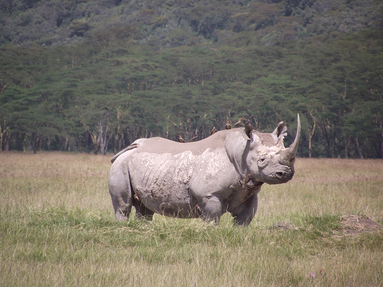 3-day Tanzania safari Rhinos