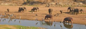 Southern Tanzania Ruaha