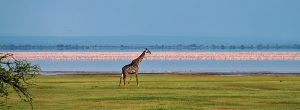 Flamingos Lake Manyara