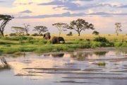 safari in Tanzania