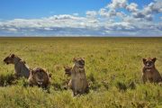 Lions at Serengeti